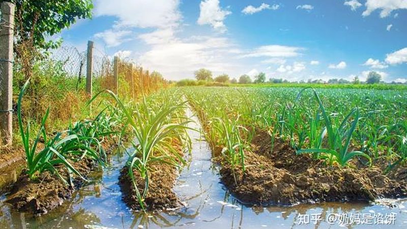 農(nóng)業(yè)產(chǎn)業(yè)園冷鏈物流配套定制流程解析**